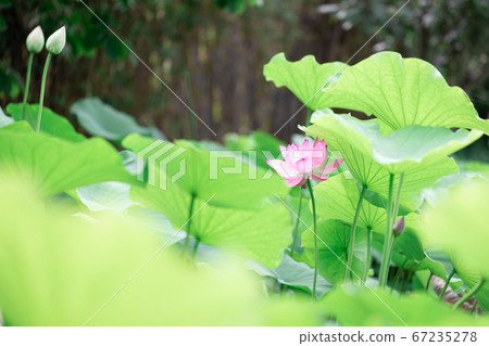 蓮花 蓮花 67235278