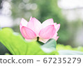 蓮花 67235279