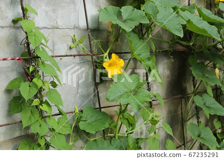 城北區正陵洞花園內 城北區正陵洞花園內 67235291
