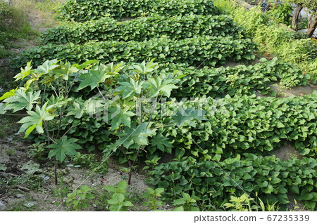 城北區正陵洞花園內 67235339