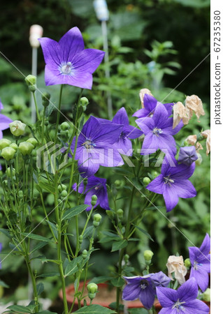 Seongbuk-gu, Jeongneung-dong, in the garden 67235380