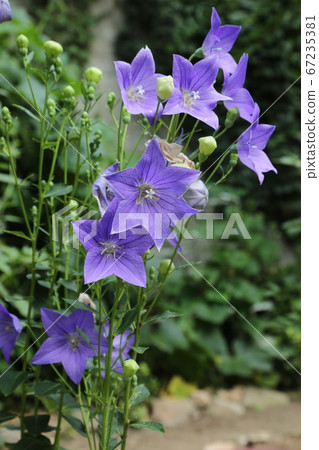 Seongbuk-gu, Jeongneung-dong, in the garden 67235381