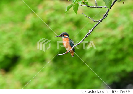 翠鳥棲息在水的一棵樹的樹枝上 翠鳥棲息在水的一棵樹的樹枝上 67235629