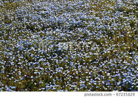 A high angle photograph of a grassland where a lot of blue flowers of nemophila bloom all over 67235829