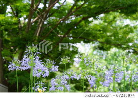Agapanthus Park-7 67235974