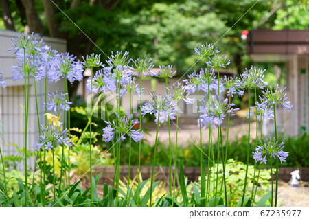Agapanthus Park-11 67235977
