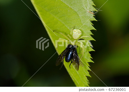 這些生物是蜘蛛蟹和雌性蜘蛛蟹。它捕獲了潛伏在花朵中的小昆蟲。蜜蜂是獵物... 這些生物是蜘蛛蟹和雌性蜘蛛蟹。它捕獲了潛伏在花朵中的小昆蟲。蜜蜂是獵物... 67236001