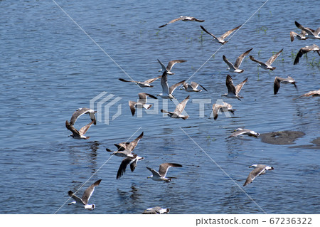 Flock of black-tailed gulls flapping their wings Flock of black-tailed gulls flapping their wings 67236322