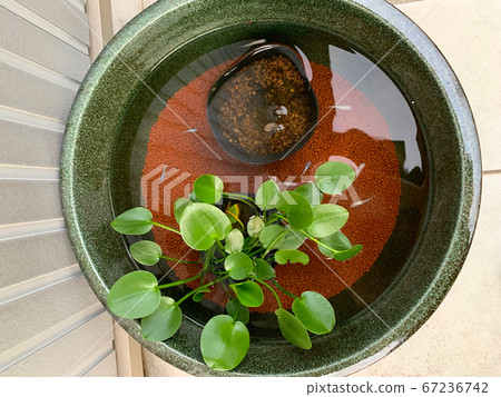 Medaka water lily bowl - Stock Photo [67236742] - PIXTA