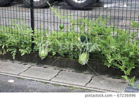 Vegetable garden watermelon cultivation 67236996