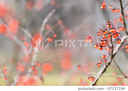 Nishikigi Nishikigi 67237194