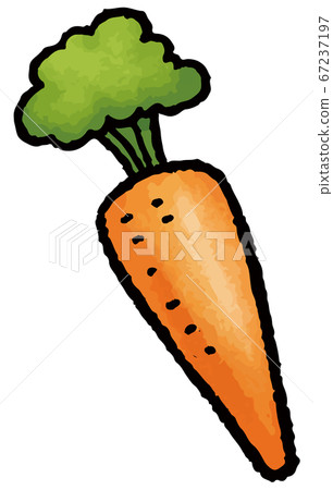 Hand drawn vector illustration of carrot 67237197
