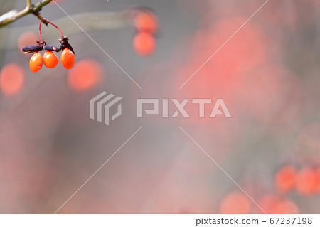 Nishikigi Nishikigi 67237198