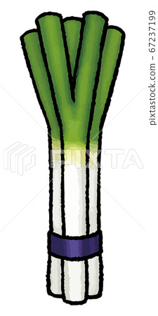 蔥的手繪的矢量圖 蔥的手繪的矢量圖 67237199