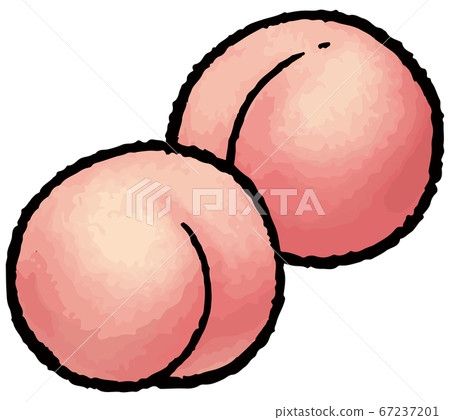 桃子的手工繪製的矢量圖 67237201