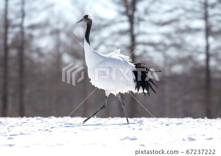 日本鶴,野鳥,Ku路,北海道 日本鶴,野鳥,Ku路,北海道 67237222