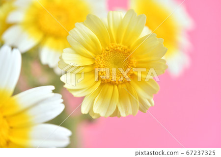 Shanda Shanda 67237325