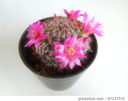 Cactus pink flower Cactus pink flower 67237535