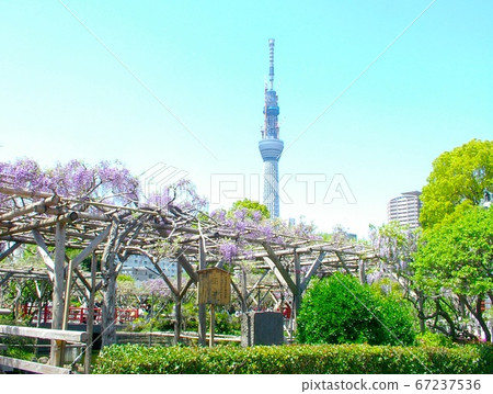 Full bloom wisteria and sky tree in Kameido Tenjin precinct Full bloom wisteria and sky tree in Kameido Tenjin precinct 67237536