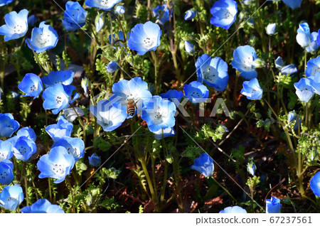 nemophila的花的照片在nemophila的許多藍色花開花的草原 nemophila的花的照片在nemophila的許多藍色花開花的草原 67237561