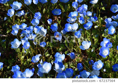 Photograph of flowers of nemophila in grassland where many blue flowers of nemophila bloom Photograph of flowers of nemophila in grassland where many blue flowers of nemophila bloom 67237564