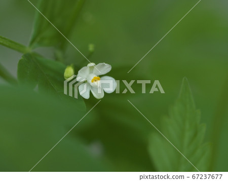 小花 小花 67237677