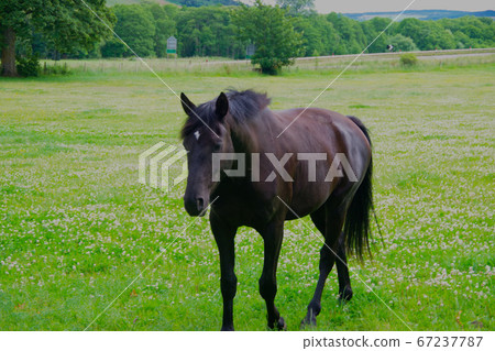 Thoroughbred Scotland countryside landscape Thoroughbred Scotland countryside landscape 67237787