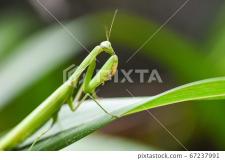 Green grasshopper - Female european Mantis or Green grasshopper - Female european Mantis or 67237991