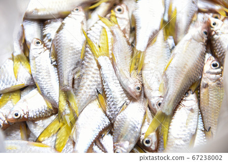 Freshwater fish little - Yellow tail fish from the Freshwater fish little - Yellow tail fish from the 67238002
