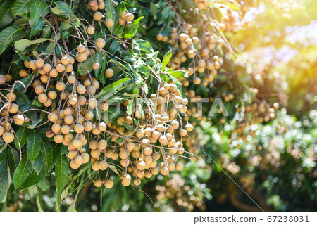 Longan orchards garden fruit on the longan tree - Longan orchards garden fruit on the longan tree - 67238031
