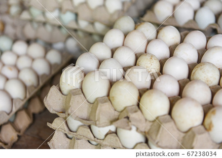 Produce eggs in the farm organic - Fresh eggs Produce eggs in the farm organic - Fresh eggs 67238034