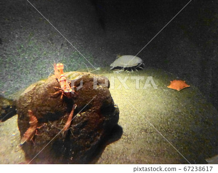 Rhinoceros beetle in Kasai Rinkai Aquarium 67238617