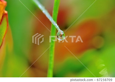 晨露在陽光下閃耀 晨露在陽光下閃耀 67238709