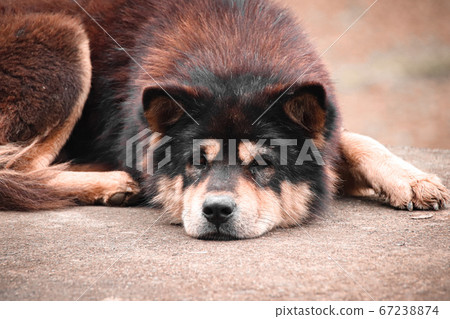 A Hmong Dog or Hmong Dock Tailed Dog, native breed of canine in North Vietnam A Hmong Dog or Hmong Dock Tailed Dog, native breed of canine in North Vietnam 67238874