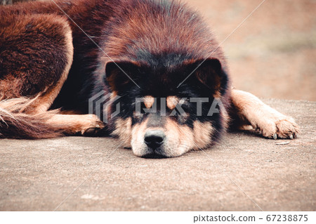 A Hmong Dog or Hmong Dock Tailed Dog, native breed of canine in North Vietnam A Hmong Dog or Hmong Dock Tailed Dog, native breed of canine in North Vietnam 67238875