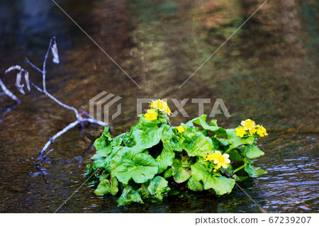 在京極演講泡泡公園的池塘里盛開的琉球埃佐諾 67239207