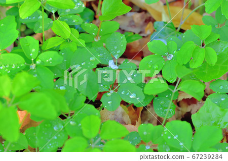 晨露在陽光下閃耀 67239284