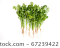 Bunch of fresh coriander leaves on white background. 67239422