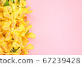 Yellow orchids flower on pink background. 67239428
