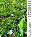 Garden 67239438