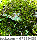 Green 67239439
