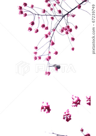 Cold scallops and Nigi 67239749