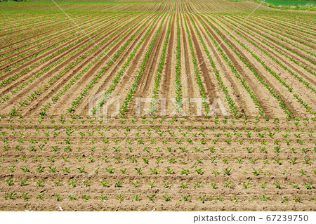 Shari Town, Hokkaido Beat Field 67239750