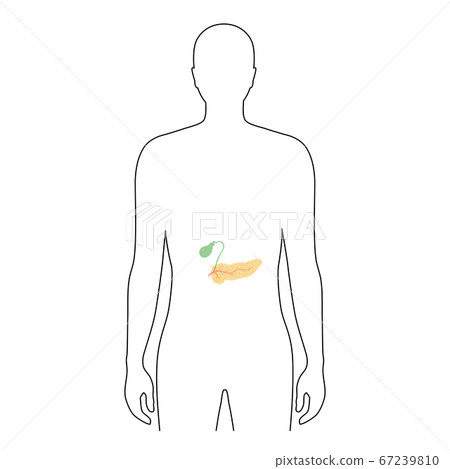 Pancreas an human body Pancreas an human body 67239810