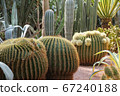 Cactus and succulent plant landscaping in garden 67240188