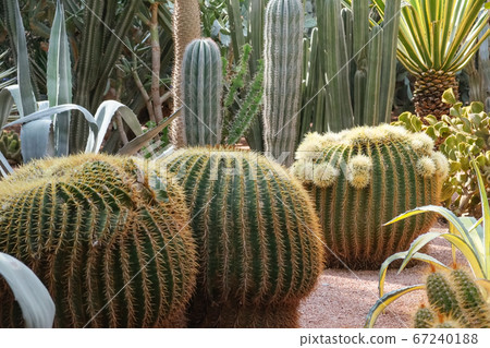Cactus and succulent plant landscaping in garden 67240188