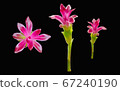 Pink curcuma flower isolated on black background 67240190