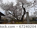 Ishido Gaku Zakura 67240204