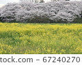 Sakura and rape flower 67240270