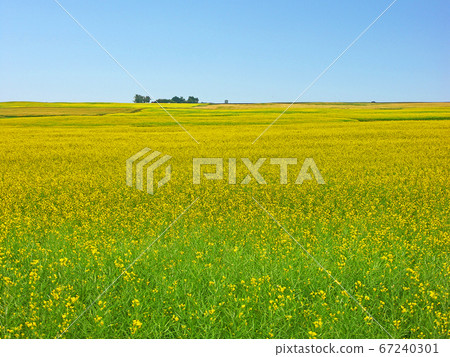 Rapeseed field Rapeseed field 67240301